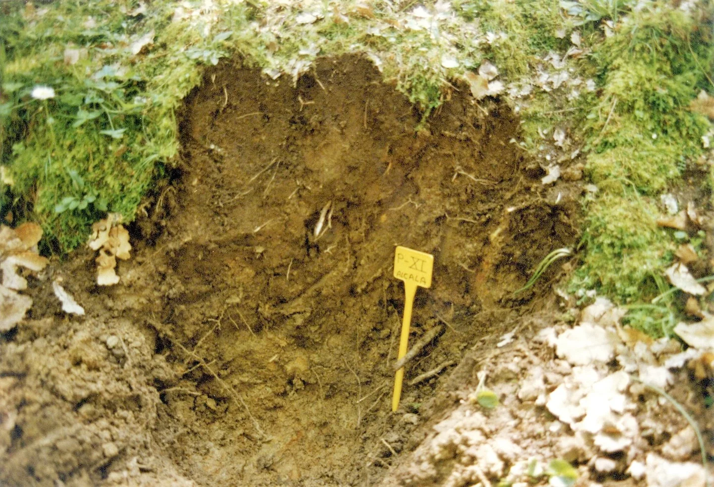 Greyzemic Phaeozem on metamorphic rocks in the Canuto del Madroño (P.N. Los Alcornocales, Cádiz, SW Spain)
