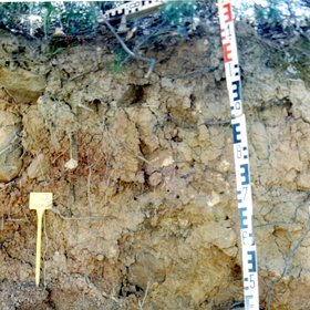 Gleyic Luvisol on siliceous sandstone in Cerro del Duque (P.N. Los Alcornocales, Cádiz, southwestern Spain)