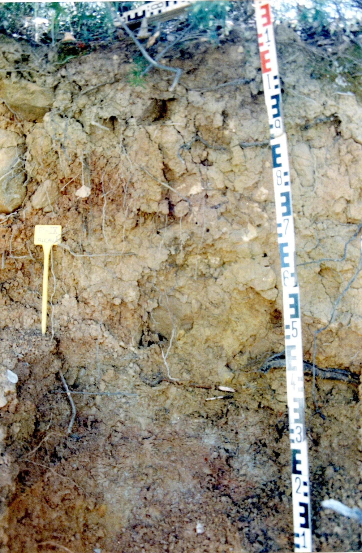 Gleyic Luvisol on siliceous sandstone in Cerro del Duque (P.N. Los Alcornocales, Cádiz, southwestern Spain)