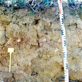 Gleyic Luvisol on siliceous sandstone in Cerro del Duque (P.N. Los Alcornocales, Cádiz, southwestern Spain)