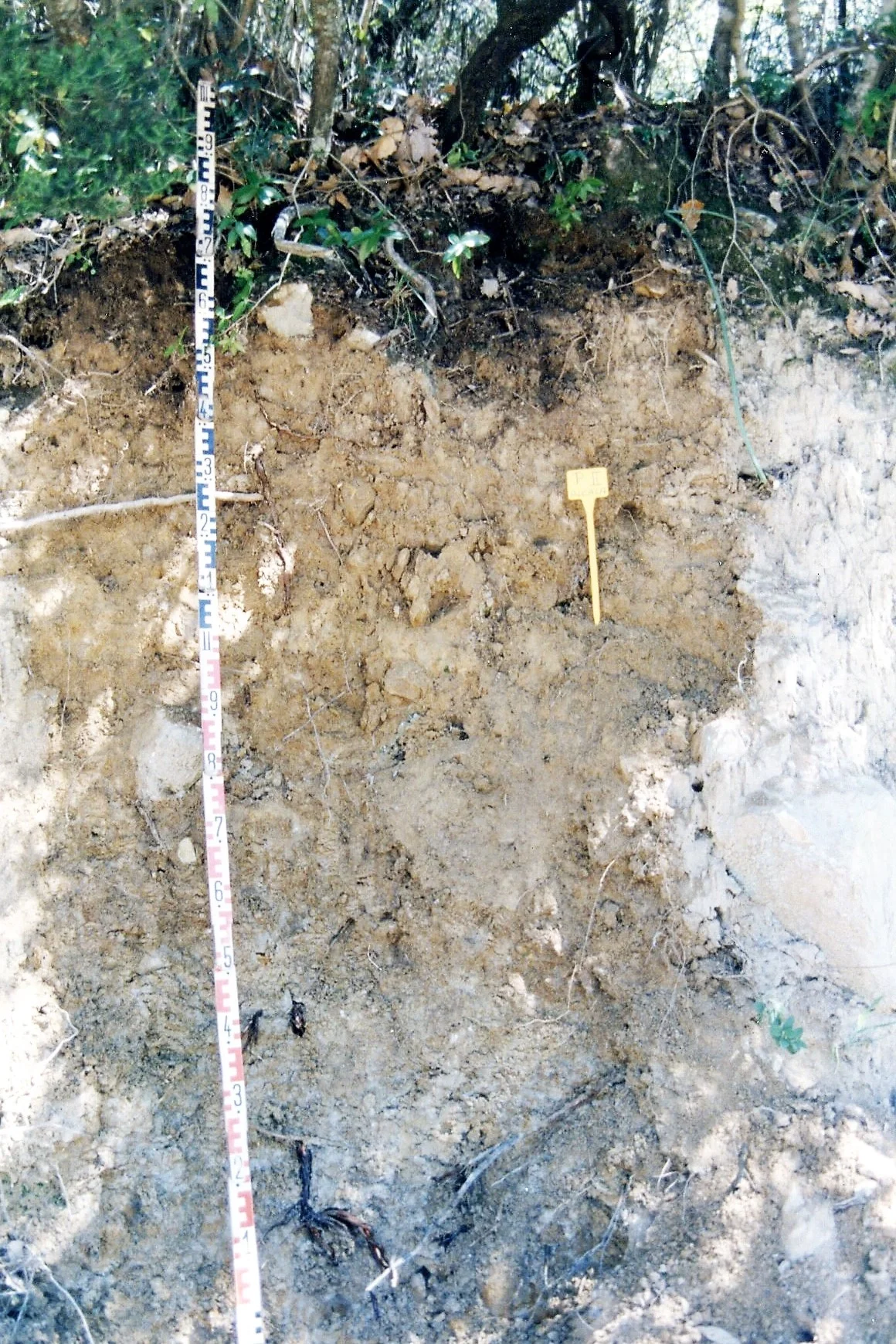 Haplic Alisol on siliceous sandstone in Garganta del Madroño (P.N. Los Alcornocales, Cádiz, SW Spain)