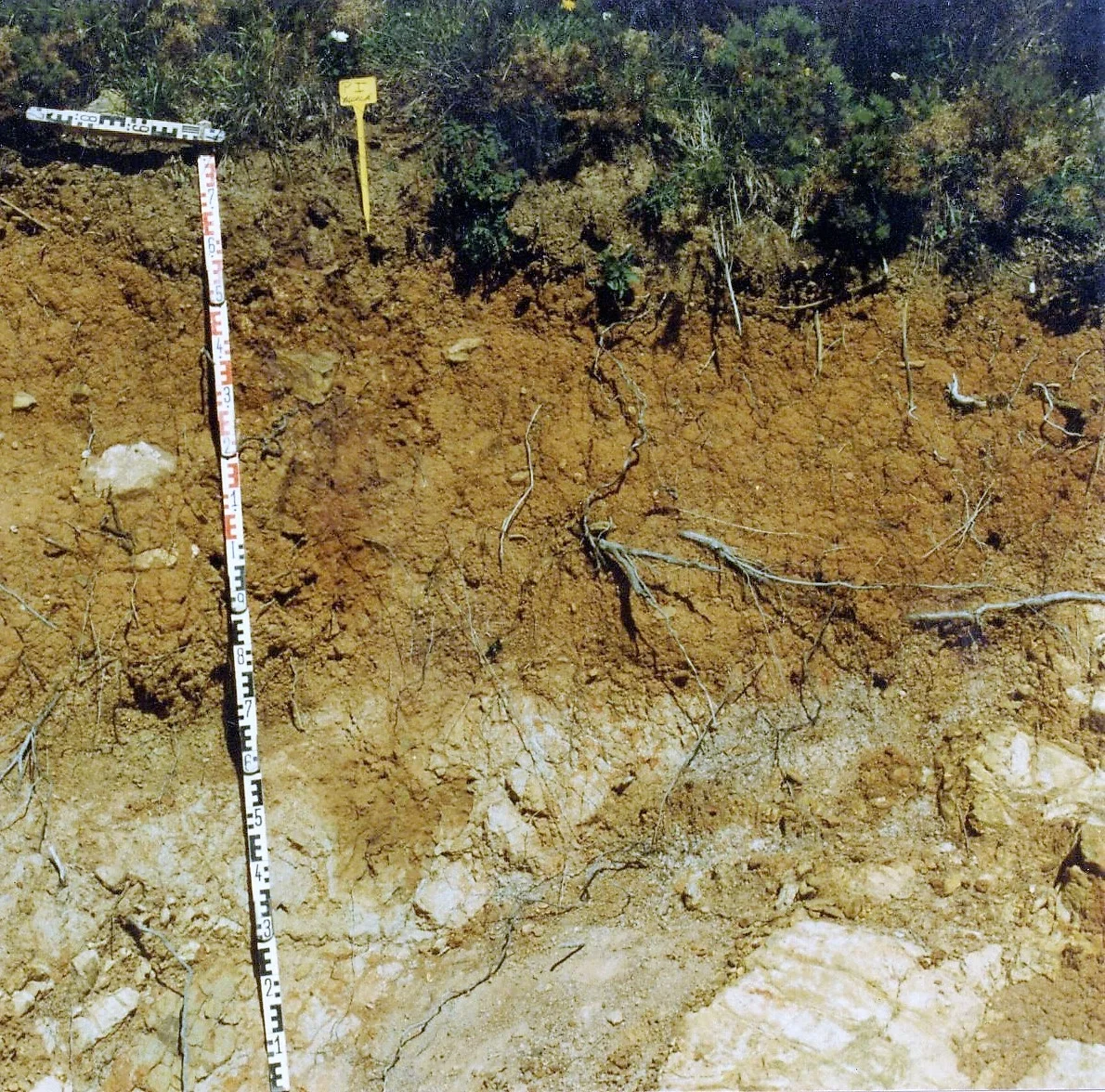 Haplic Alisol on siliceous sandstone in Arroyo del Montero (P.N. Los Alcornocales, Cádiz, SW Spain)