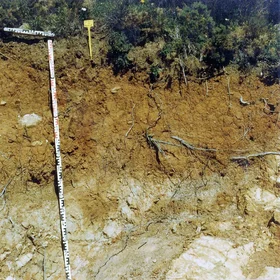 Haplic Alisol on siliceous sandstone in Arroyo del Montero (P.N. Los Alcornocales, Cádiz, SW Spain)