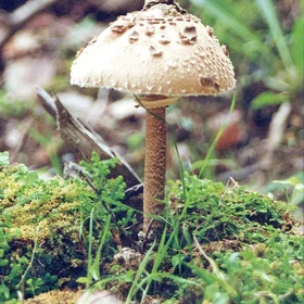 There must be mushrooms in my head