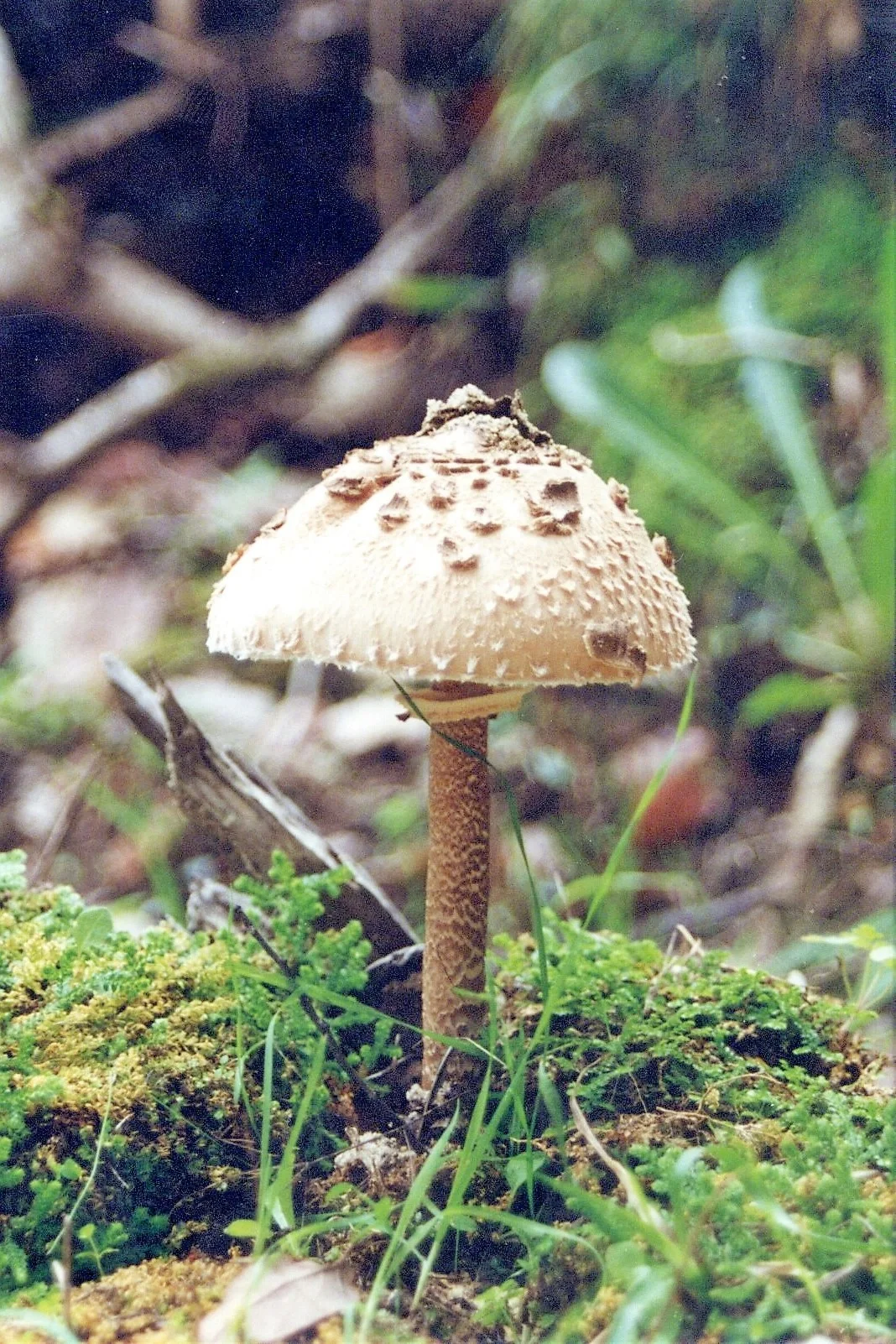 There must be mushrooms in my head