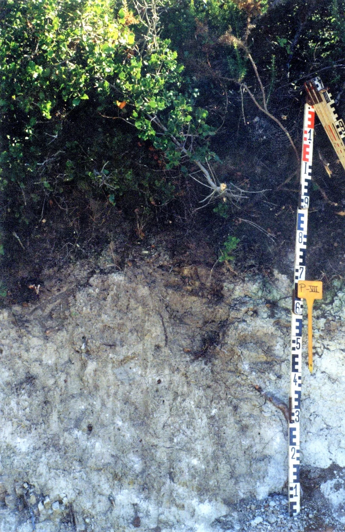 Rendzic Leptosol on limestone near Atajate (Málaga, southern Spain)