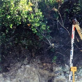 Rendzic Leptosol on limestone near Atajate (Málaga, southern Spain)