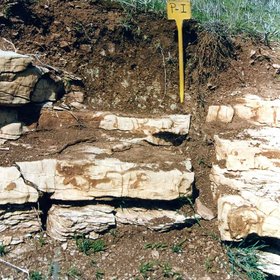 Rendzic Leptosol on limestone near Jimera de Líbar (Málaga, southern Spain)