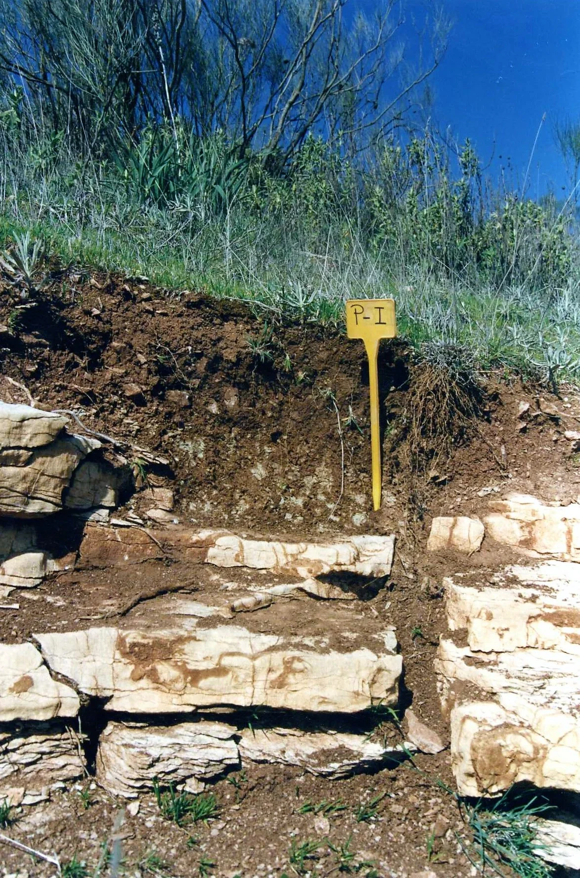 Rendzic Leptosol on limestone near Jimera de Líbar (Málaga, southern Spain)