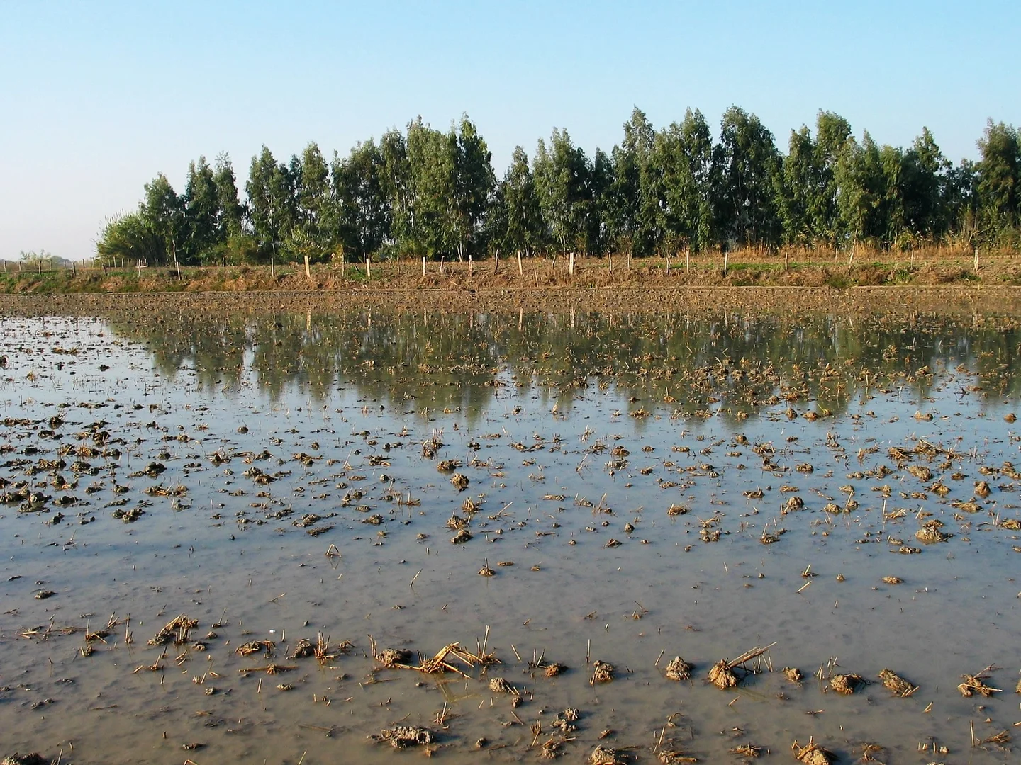 Hydragric Anthrosol near Isla Menor (Sevilla, SW Spain)
