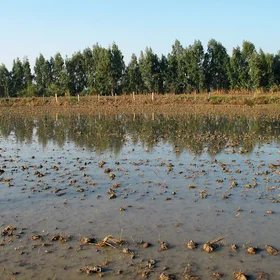 Hydragric Anthrosol near Isla Menor (Sevilla, SW Spain)