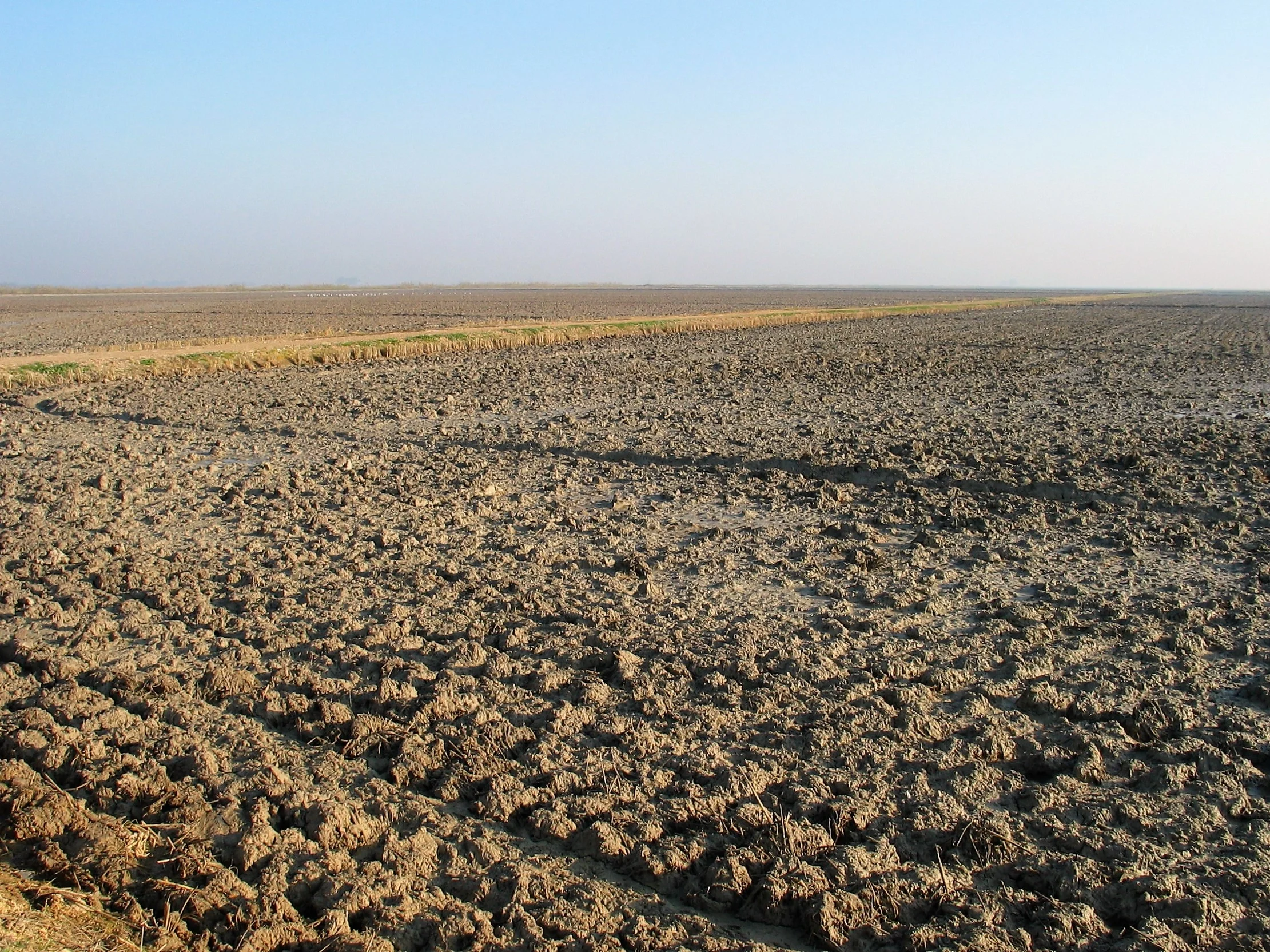 Hydragric Anthrosol near Isla Menor (Sevilla, SW SPain)