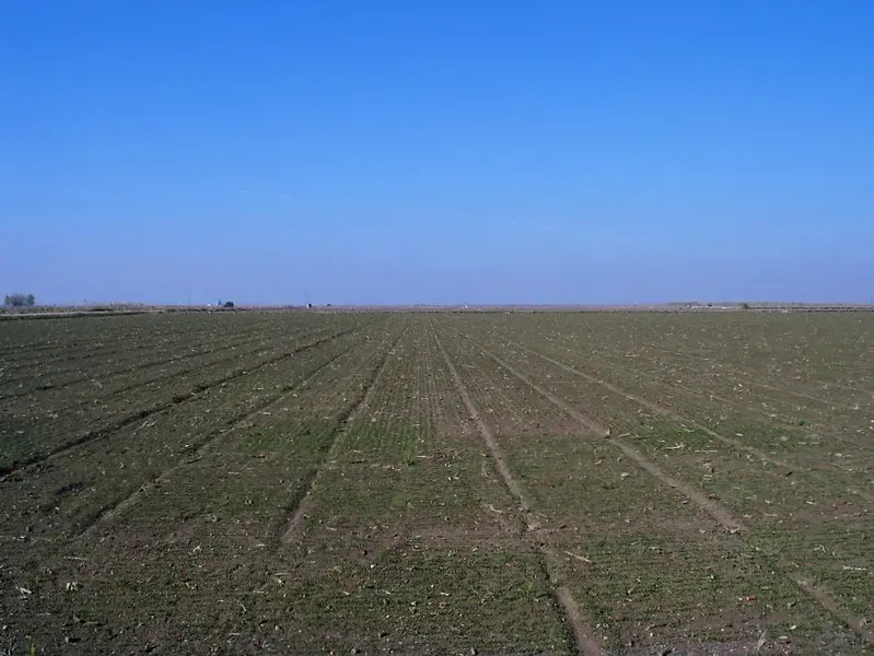 Cropped Haplic Calcisol (Los Palacios, Sevilla, NW Spain)