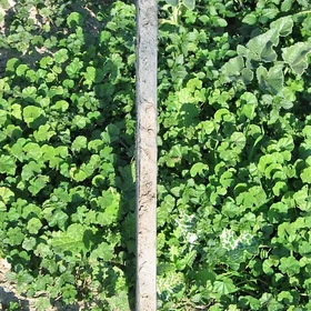 Hydragric Anthrosol (Sevilla, SW SPain)