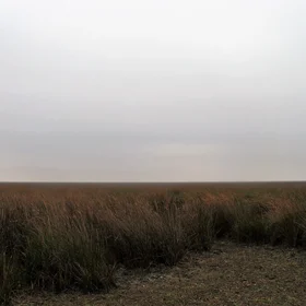 Shrubs on a Gleyic Fluvisol developed from aluvial sediments in P.N. de Doñana (SW Spain)