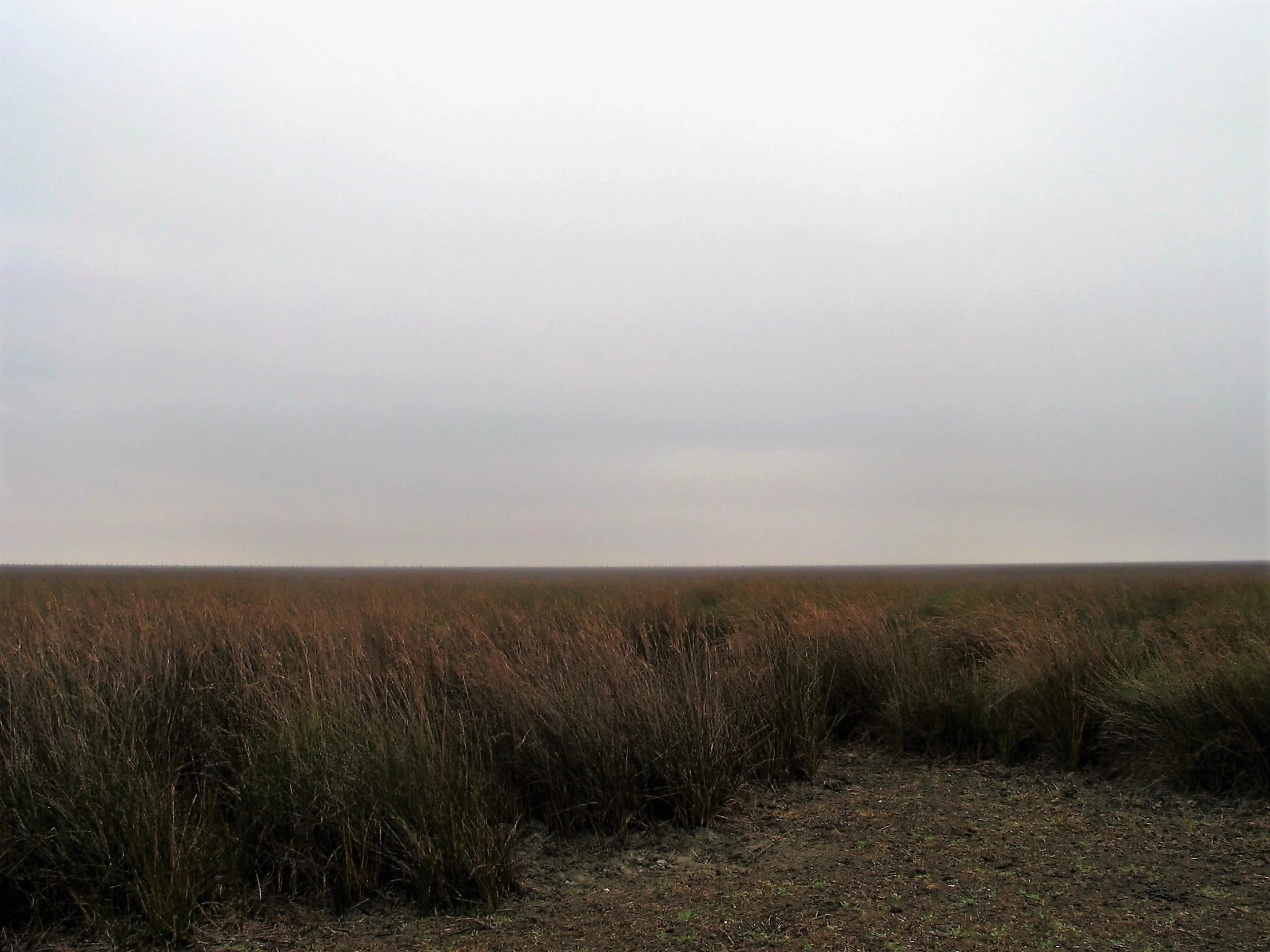 Shrubs on a Gleyic Fluvisol developed from aluvial sediments in P.N. de Doñana (SW Spain)