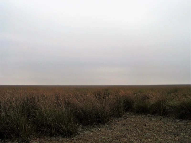 Shrubs on a Gleyic Fluvisol developed from aluvial sediments in P.N. de Doñana (SW Spain)