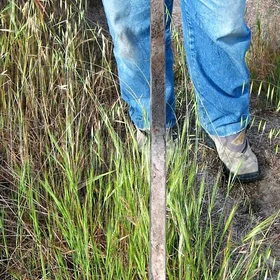 Eutric Histosol (Doñana N.P., SW Spain)