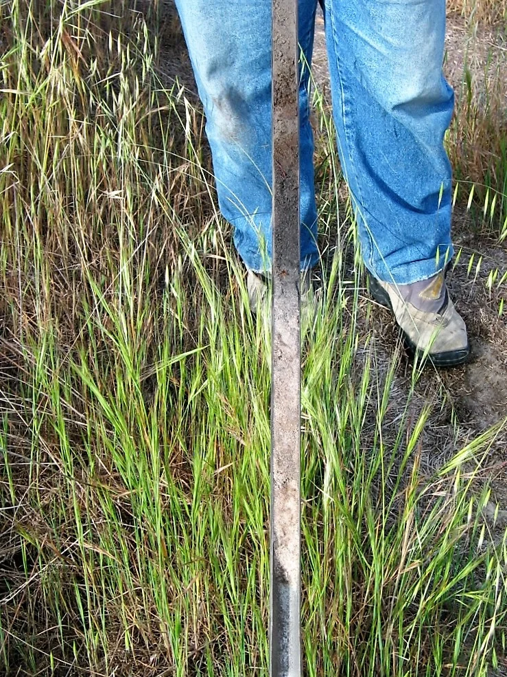 Eutric Histosol (Doñana N.P., SW Spain)