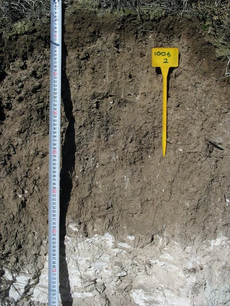 Haplic Calcisol on marls (Estepa, SW Spain)