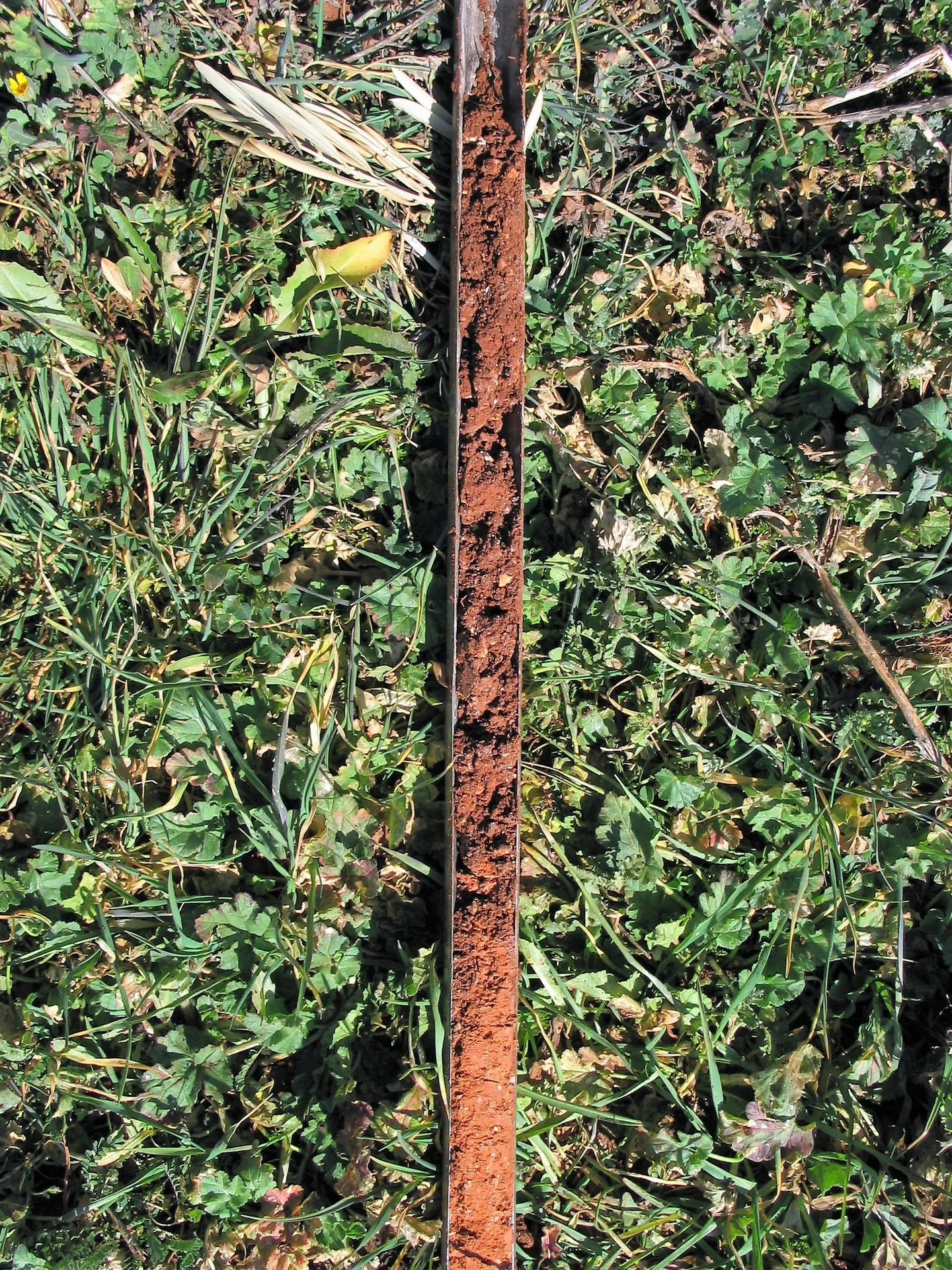 Calcaric Regosol on clay (Estepa, SW Spain)