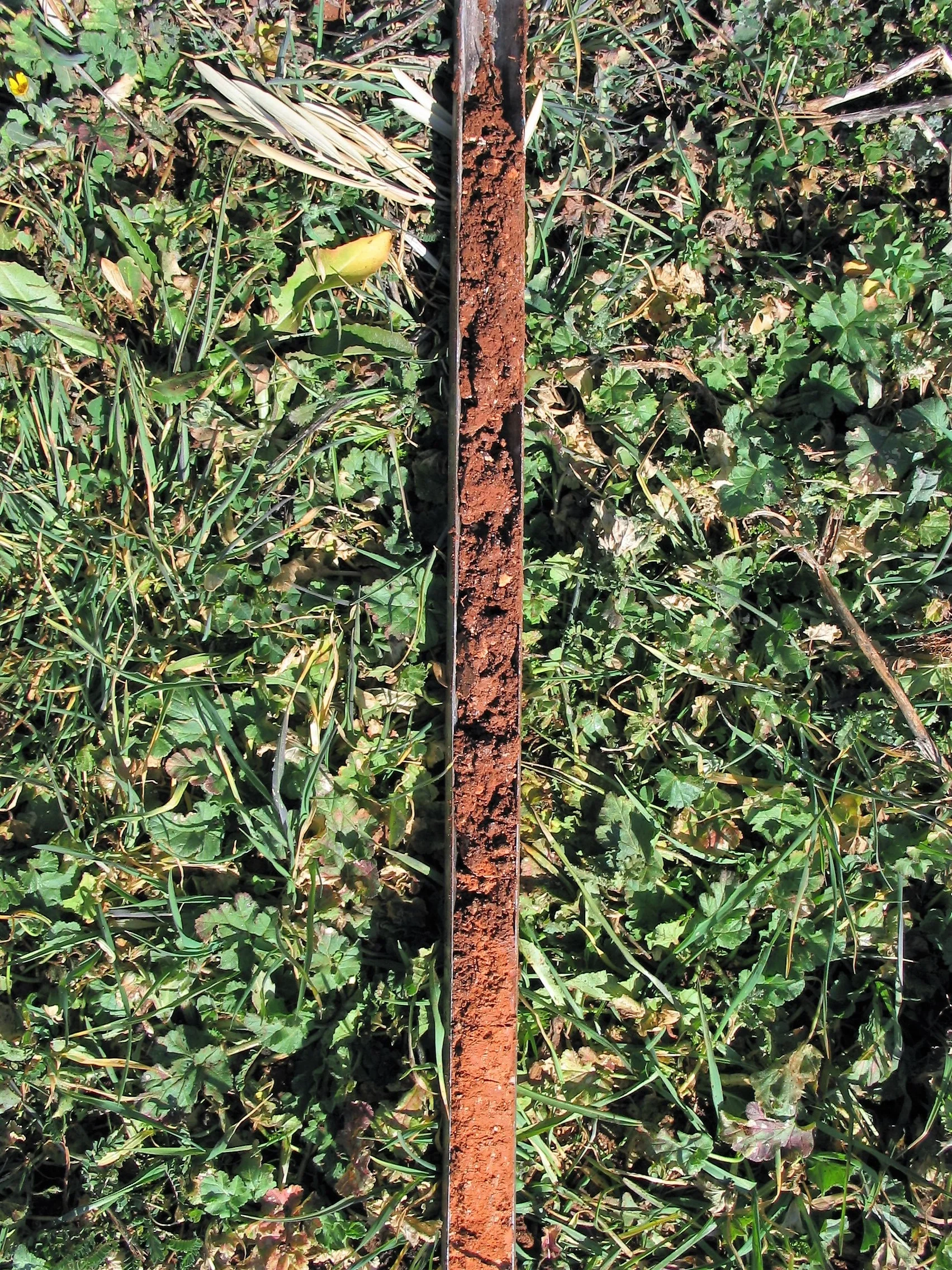 Calcaric Regosol on clay (Estepa, SW Spain)