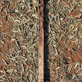 Calcaric Regosol (La Roda de Andalucía, SW, Spain)