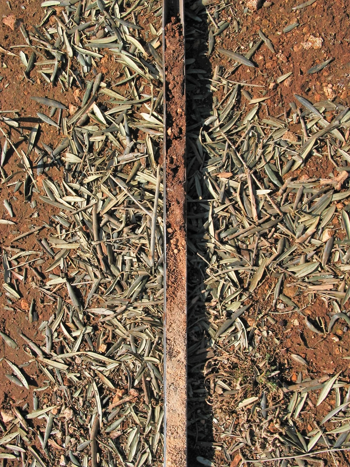 Calcaric Regosol (La Roda de Andalucía, SW, Spain)