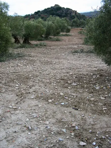 Olive crop on an Haplic Calcisol with rock fragments on the soil surface