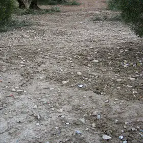 Olive crop on an Haplic Calcisol with rock fragments on the soil surface
