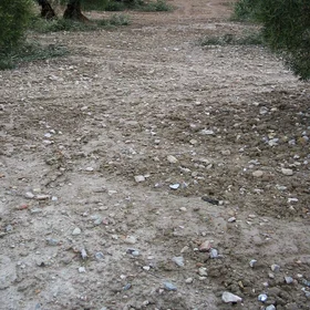 Olive crop on an Haplic Calcisol with rock fragments on the soil surface