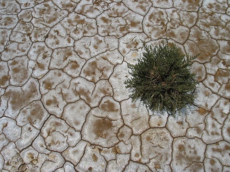 Accumulation of salt on the soil surface
