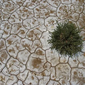 Accumulation of salt on the soil surface