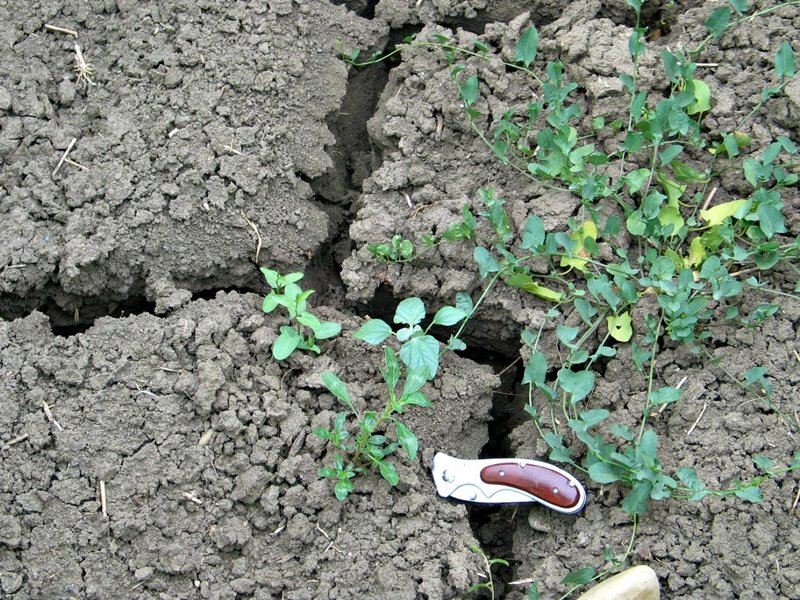 Vertic cracks at the soil surface