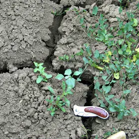 Vertic cracks at the soil surface