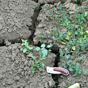Vertic cracks at the soil surface