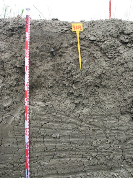 Calcic Vertisol (Carmona, SW Spain)