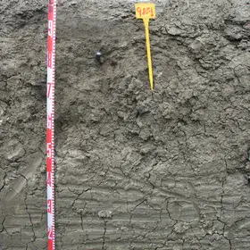 Calcic Vertisol (Carmona, SW Spain)