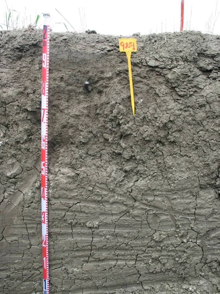 Calcic Vertisol (Carmona, SW Spain)