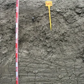 Calcic Vertisol (Carmona, SW Spain)