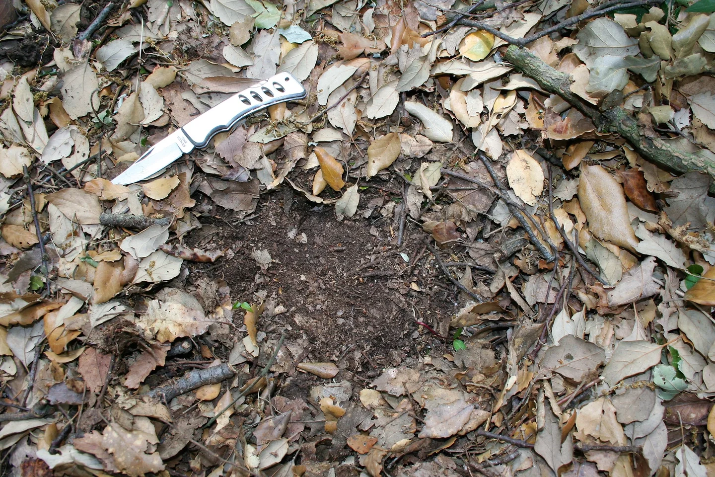 Granular structure below the litter of a forest soil