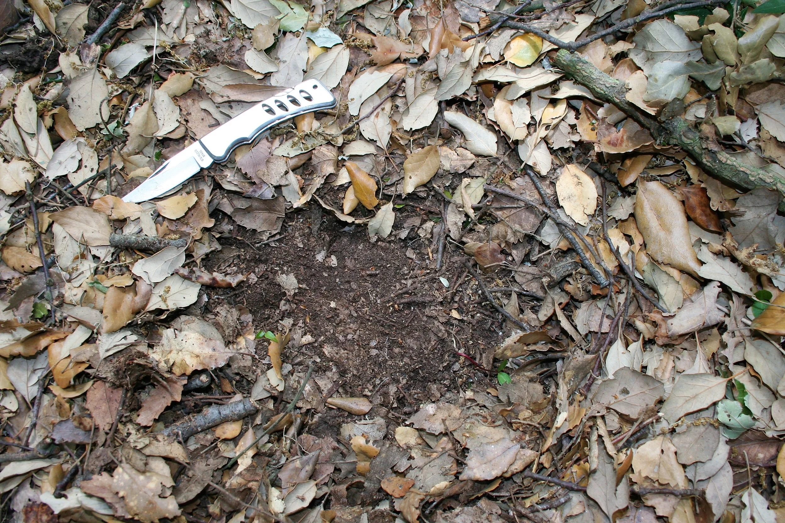 Granular structure below the litter of a forest soil