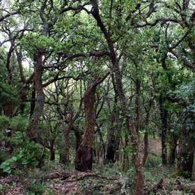 Cork oak forest (El Tiradero, Alcornocales N.P., SW Spain)