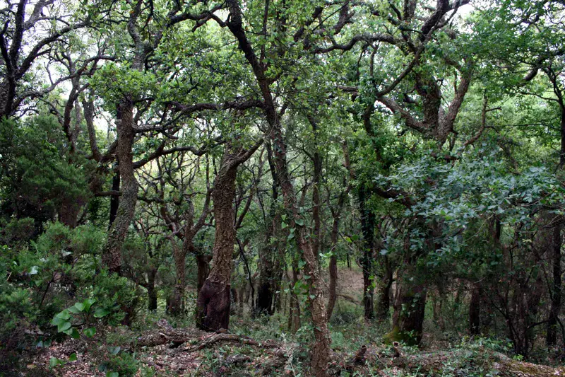 Cork oak forest (El Tiradero, Alcornocales N.P., SW Spain)