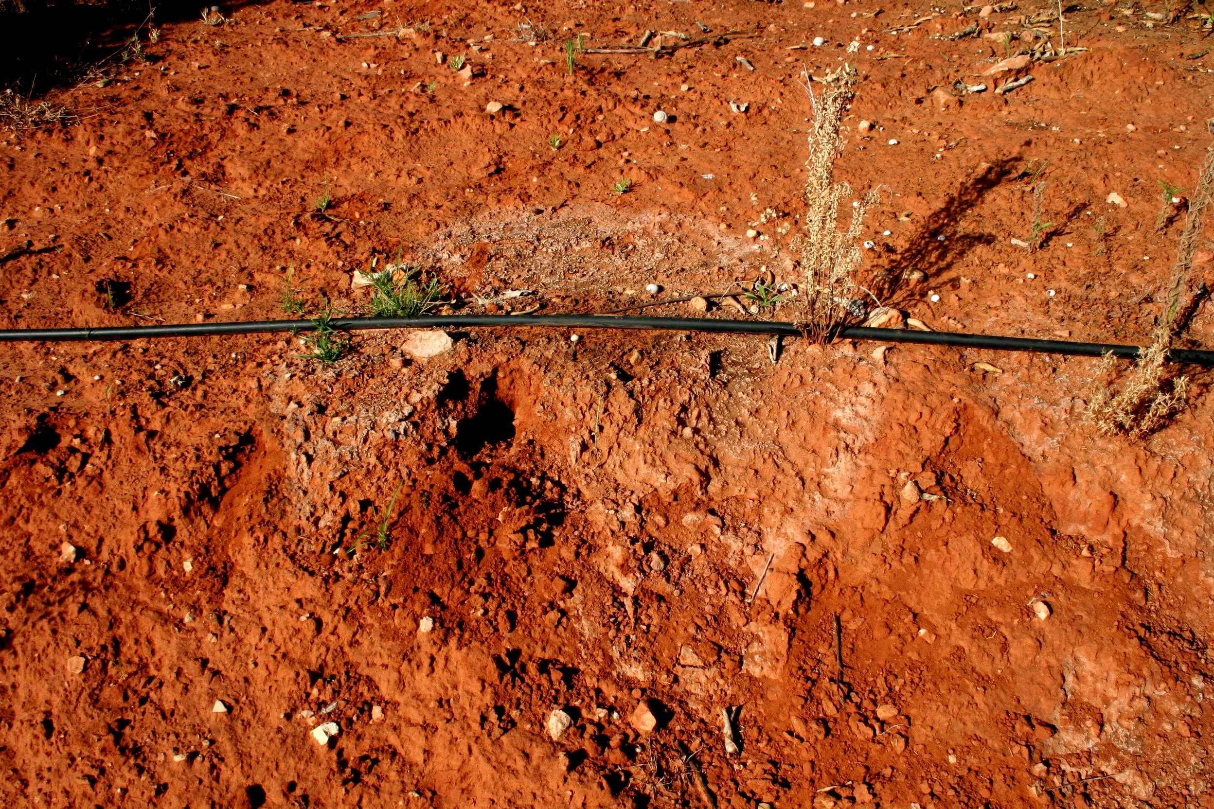 Accumulation of salts after drip irrigation in an arid area of Valencia (E Spain)