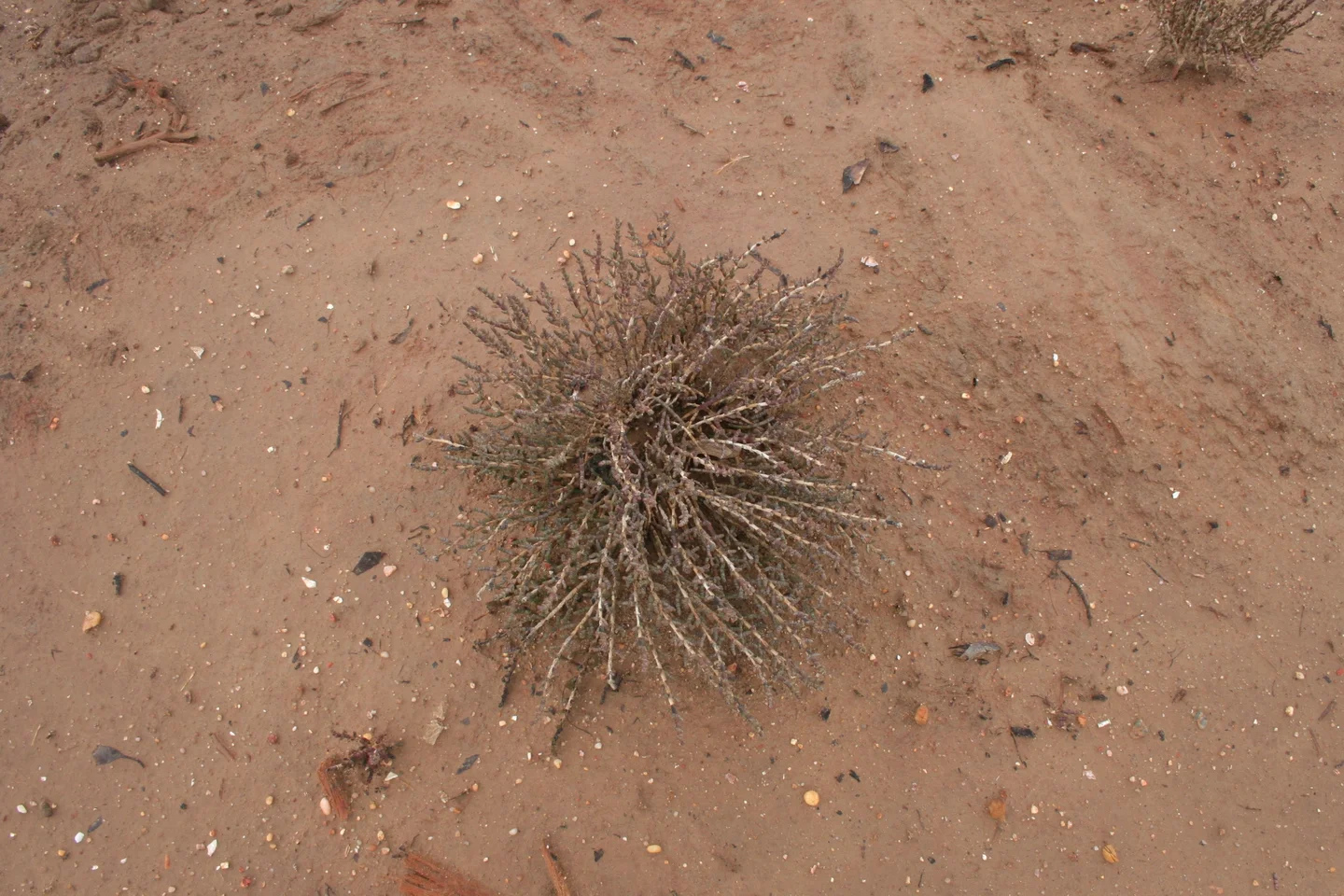 Silt covering the soil surface and plants in Ria Formosa (S Portugal)