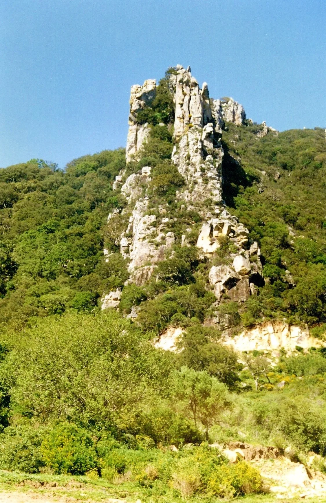Vertical strata of siliceous sandstone (N.P. Los Alcornocales, SW Spain)