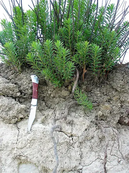 Calcaric Leptosol on marly-calcareous sediments