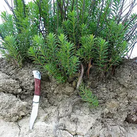 Calcaric Leptosol on marly-calcareous sediments