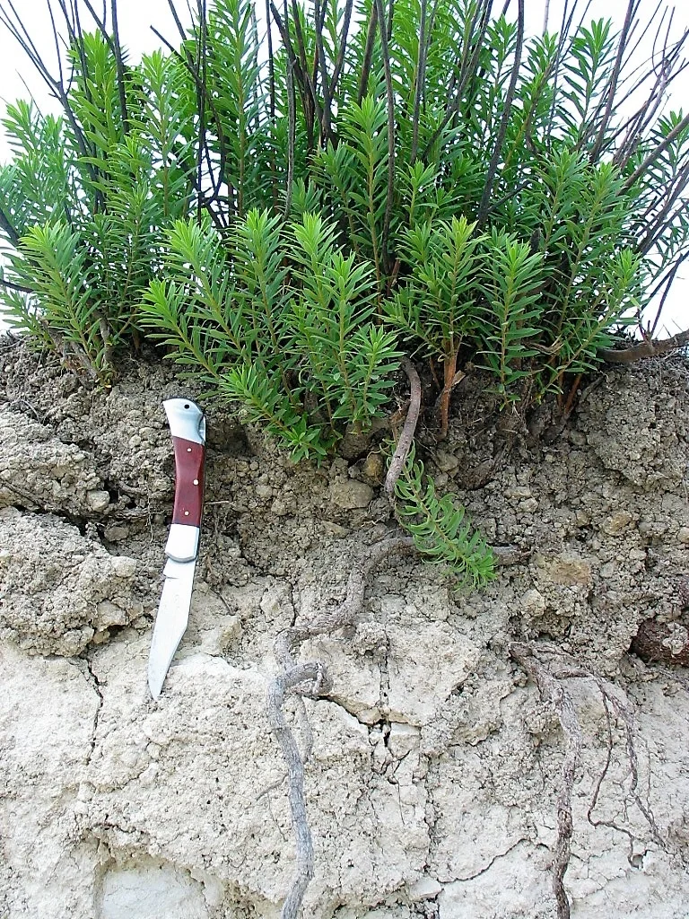 Calcaric Leptosol on marly-calcareous sediments